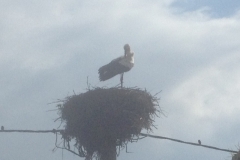5323 23-1 Stork nest