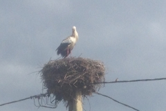 5324 23-1 Stork nest