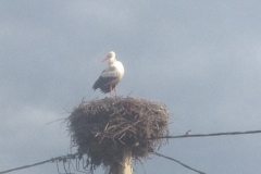 5325 23-1 Stork nest