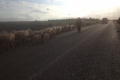 5561 27-1 herd of sheep