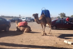 5661 29-1 Car and camel park
