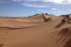 6593 11-2 camel ride into the desert