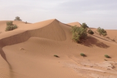 6597 11-2 camel ride into the desert