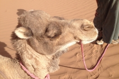 6603 11-2 camel ride into the desert