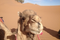6604 11-2 camel ride into the desert