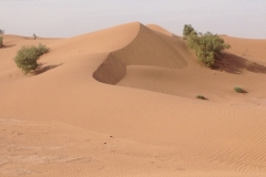 6608 11-2 camel ride into the desert