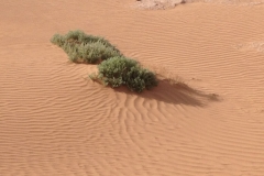 6611 11-2 camel ride into the desert