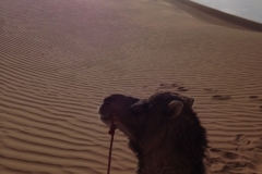 6612 11-2 camel ride into the desert
