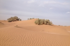 6613 11-2 camel ride into the desert
