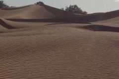 6624 11-2 camel ride into the desert