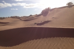 6626 11-2 camel ride into the desert