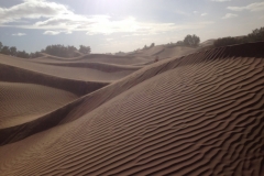 6628 11-2 camel ride into the desert