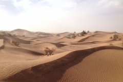 6629 11-2 camel ride into the desert