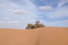 6630 11-2 camel ride into the desert