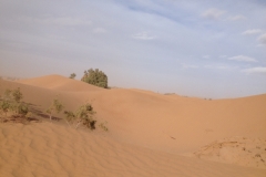 6631 11-2 camel ride into the desert