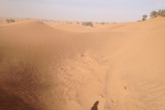 6632 11-2 camel ride into the desert