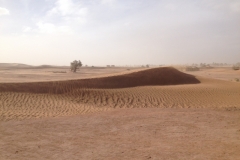 6633 11-2 camel ride into the desert