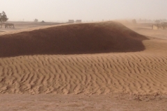 6634 11-2 camel ride into the desert