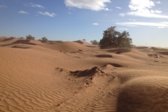 6636 11-2 camel ride into the desert