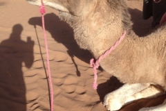 6637 11-2 camel ride into the desert