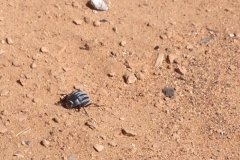 6640 12-2 beetle