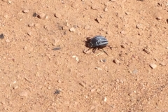 6641 12-2 beetle