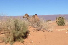 6698 14-2 stealth camel