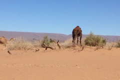 6701 14-2 camels