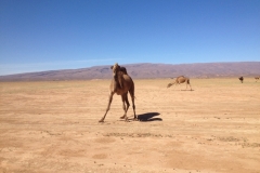 6720 14-2 camels