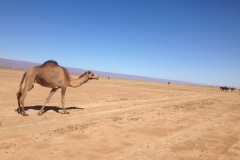 6721 14-2 camels