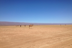 6722 14-2 camels