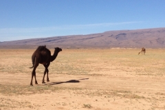 6723 14-2 camels