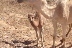 6775 15-2 camel mother and baby