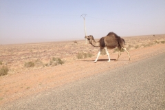 6856 19-2 camel
