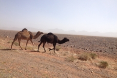 6857 19-2 camels