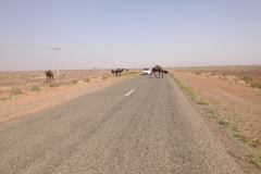 6858 19-2 camels
