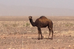 6859 19-2 camels