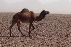 6860 19-2 camels