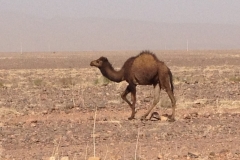 6861 19-2 camels