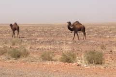 6863 19-2 camels