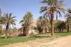 6866 19-2 Palm trees
