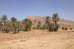 6867 19-2 Palm trees