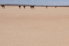 6935 22-2 Camels