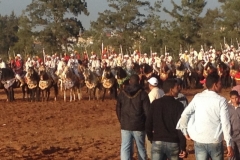 7286 11-3 horse festival