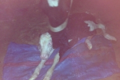 7316 12-3 new born calf