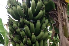7401 13-3 Bananas