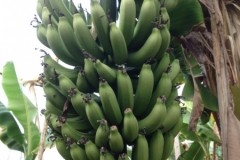 7402 13-3 Bananas
