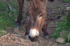 7427 14-3 donkey