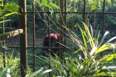 4598 -23-12-18 Orangutang