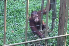 4599 -23-12-18 Orangutang